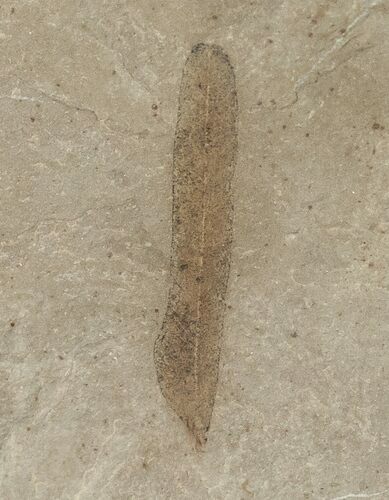 Fossil Caesalpinia Leaf - Green River Formation #16318